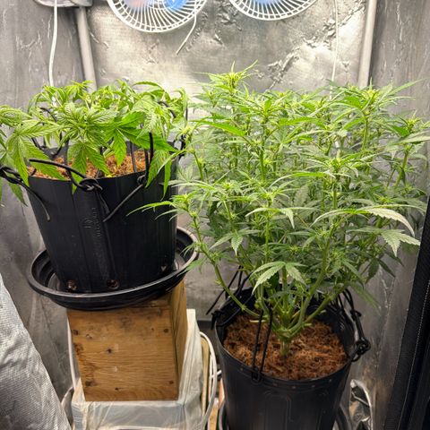 Amnesia Auto growlog timeline photo