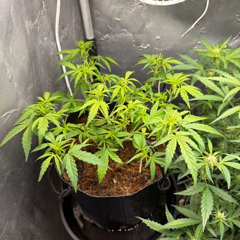 Lemonade Auto growlog timeline photo