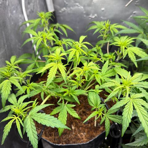 Lemonade Auto growlog timeline photo