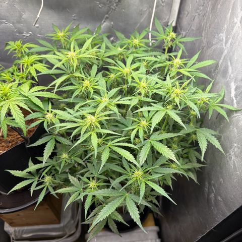 Amnesia Auto growlog timeline photo