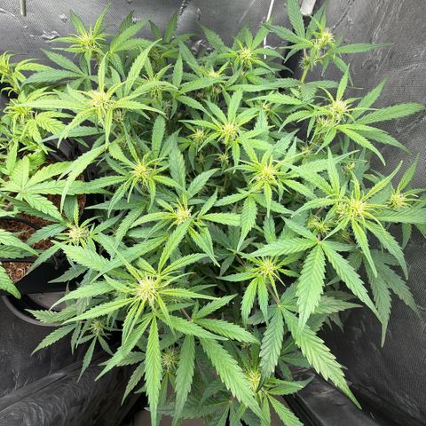 Amnesia Auto growlog timeline photo