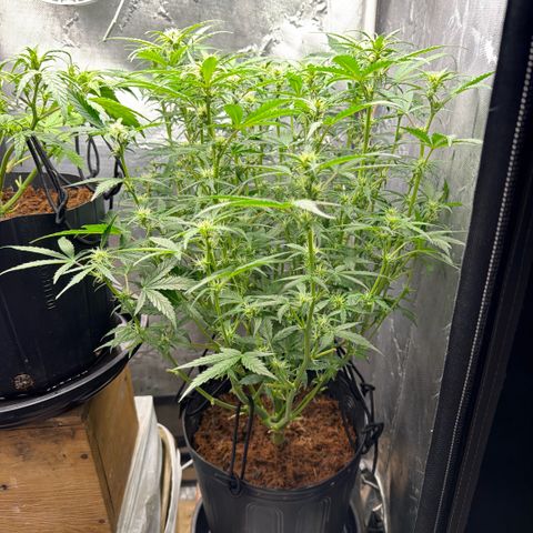 Amnesia Auto growlog timeline photo