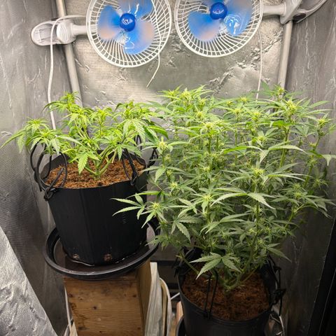 Amnesia Auto growlog timeline photo