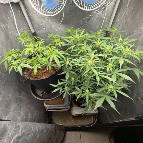 Amnesia Auto growlog timeline photo