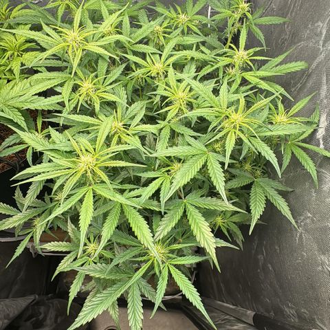 Amnesia Auto growlog timeline photo