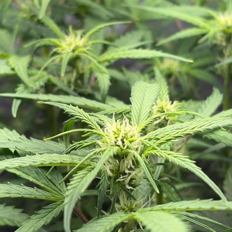 Amnesia Auto growlog timeline photo