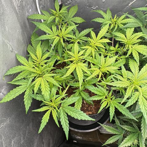 Lemonade Auto growlog timeline photo