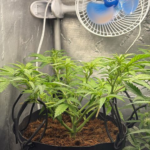 Lemonade Auto growlog timeline photo