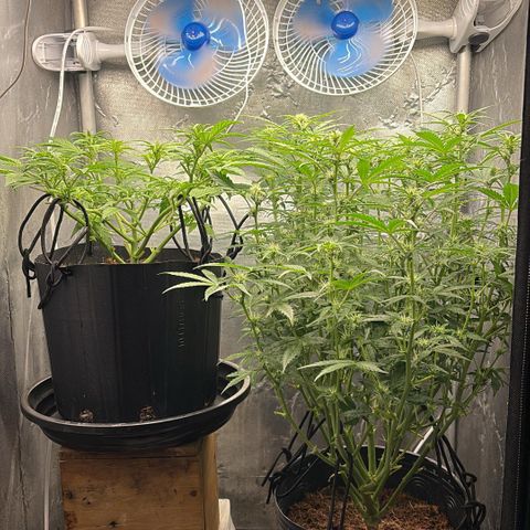 Amnesia Auto growlog timeline photo