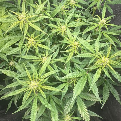 Amnesia Auto growlog timeline photo