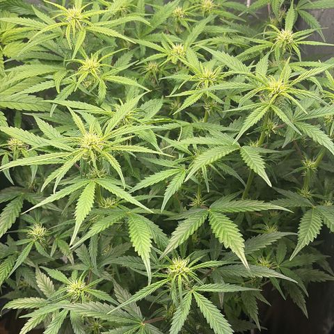 Amnesia Auto growlog timeline photo