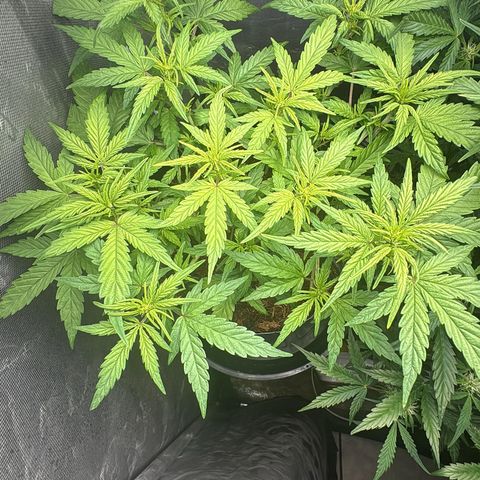Lemonade Auto growlog timeline photo