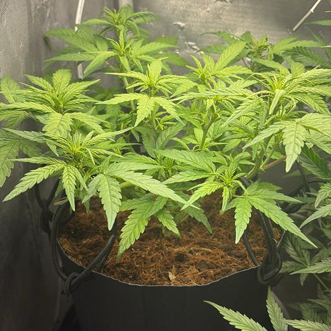 Lemonade Auto growlog timeline photo