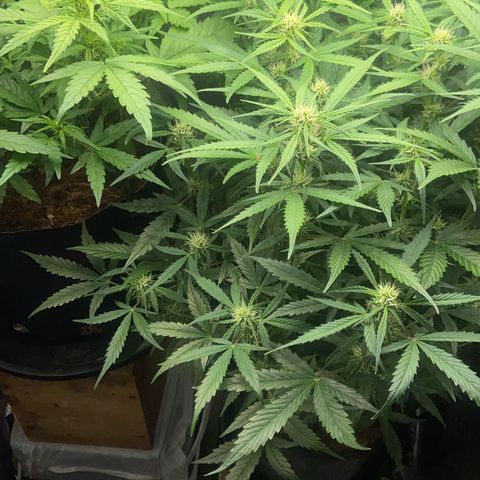 Amnesia Auto growlog timeline photo