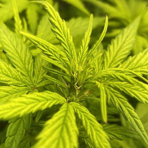 Lemonade Auto growlog timeline photo