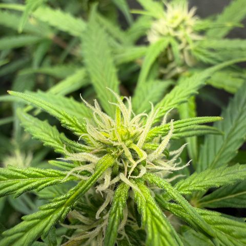 Amnesia Auto growlog timeline photo