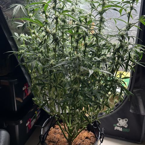 Amnesia Auto growlog timeline photo