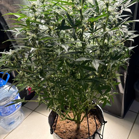 Amnesia Auto growlog timeline photo