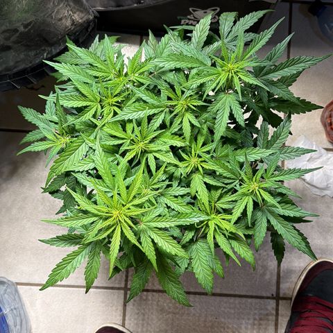Lemonade Auto growlog timeline photo