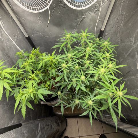 Lemonade Auto growlog timeline photo