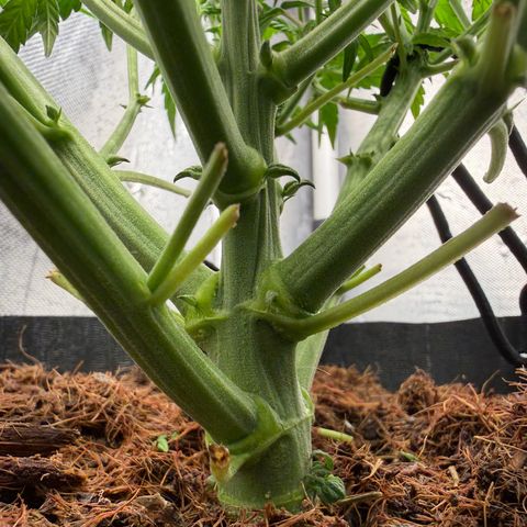Lemonade Auto growlog timeline photo