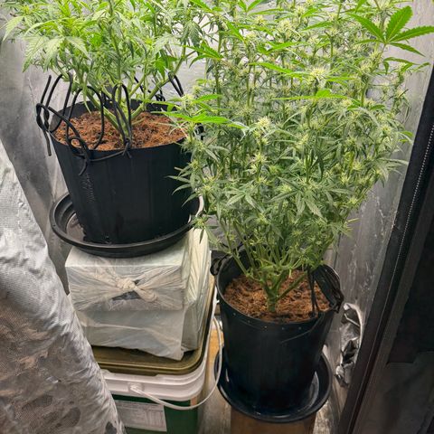 Lemonade Auto growlog timeline photo