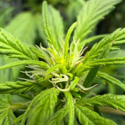 Lemonade Auto growlog timeline photo