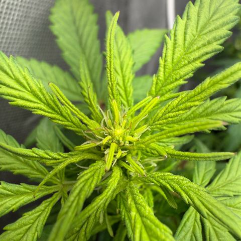 Lemonade Auto growlog timeline photo