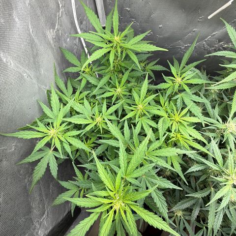 Lemonade Auto growlog timeline photo