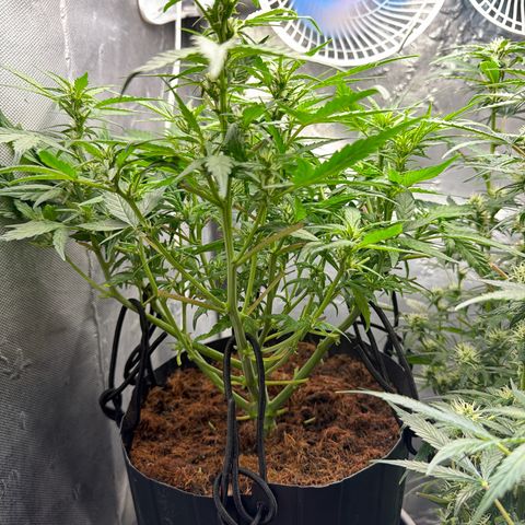 Lemonade Auto growlog timeline photo
