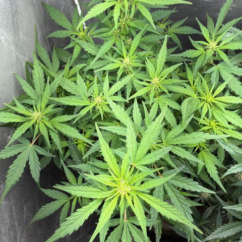 Lemonade Auto growlog timeline photo