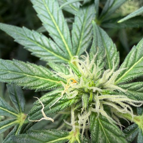 Amnesia Auto growlog timeline photo