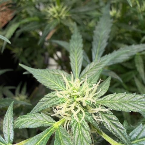 Amnesia Auto growlog timeline photo