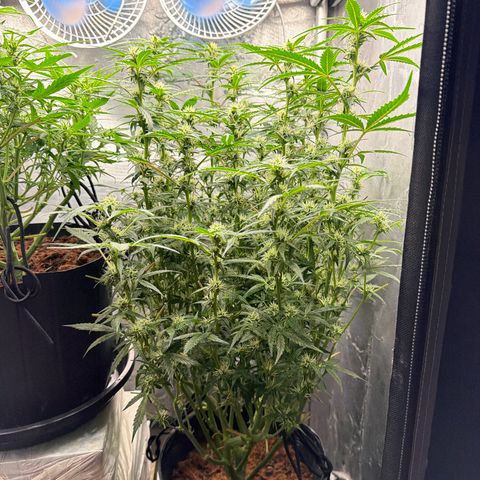 Amnesia Auto growlog timeline photo