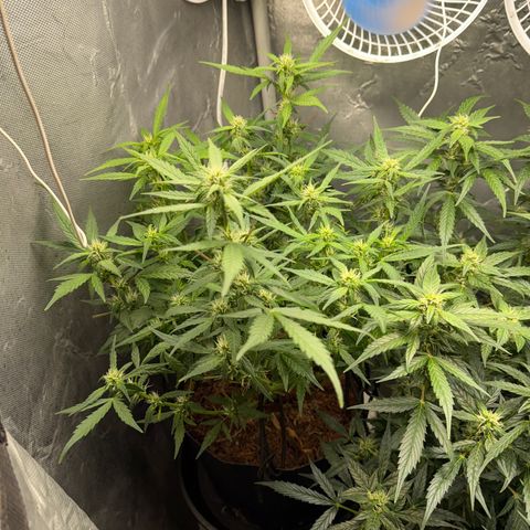 Lemonade Auto growlog timeline photo