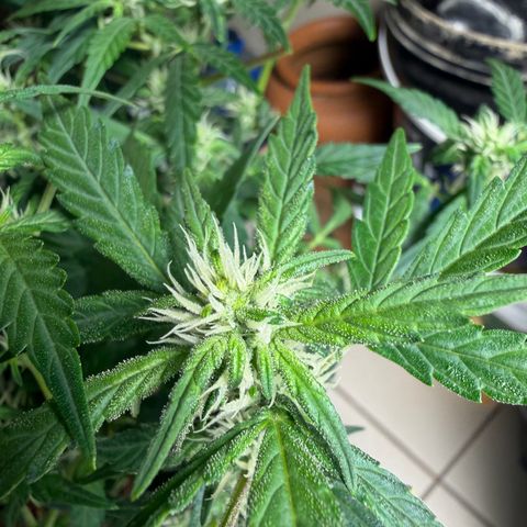Lemonade Auto growlog timeline photo