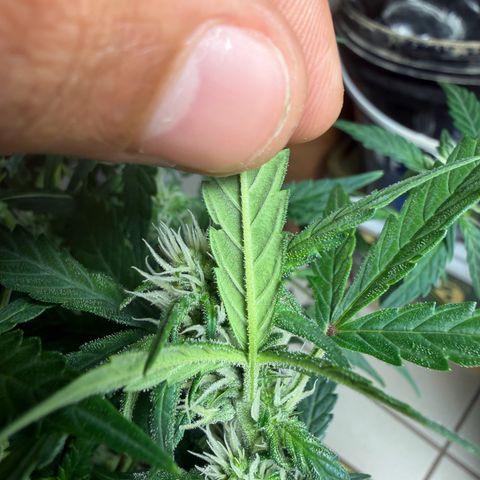 Lemonade Auto growlog timeline photo