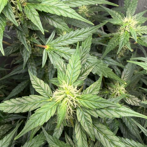 Amnesia Auto growlog timeline photo