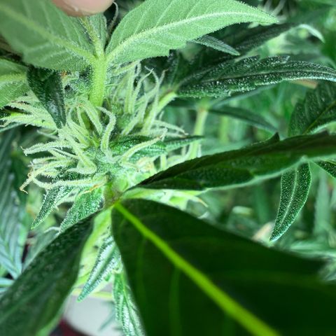 Amnesia Auto growlog timeline photo