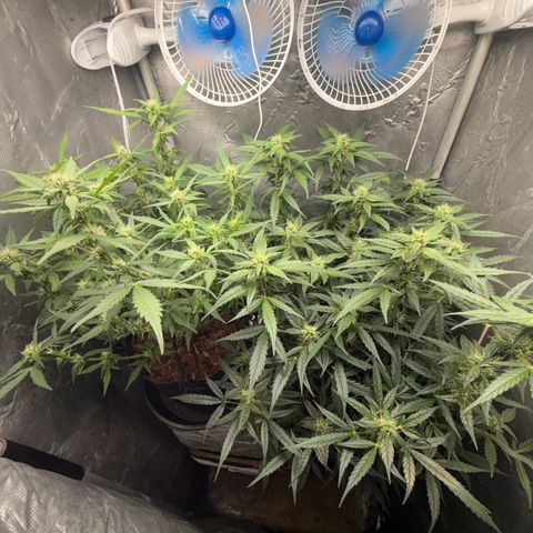 Amnesia Auto growlog timeline photo
