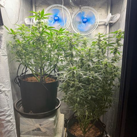 Amnesia Auto growlog timeline photo
