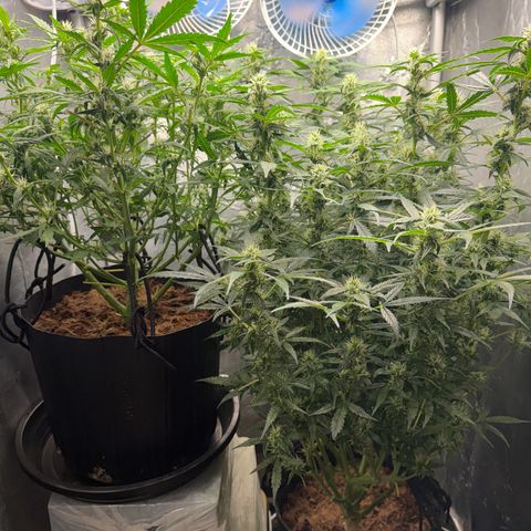 Amnesia Auto growlog timeline photo