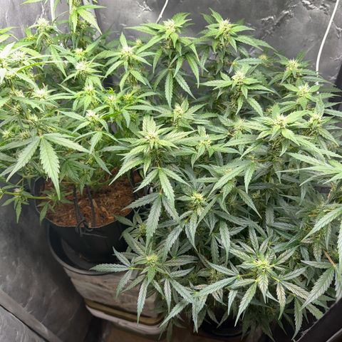 Amnesia Auto growlog timeline photo