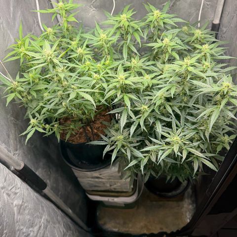 Amnesia Auto growlog timeline photo