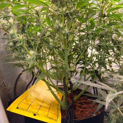 Lemonade Auto growlog timeline photo