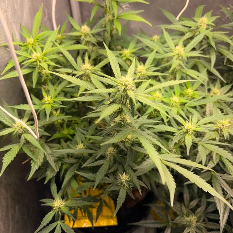 Lemonade Auto growlog timeline photo