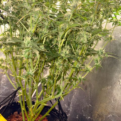 Amnesia Auto growlog timeline photo