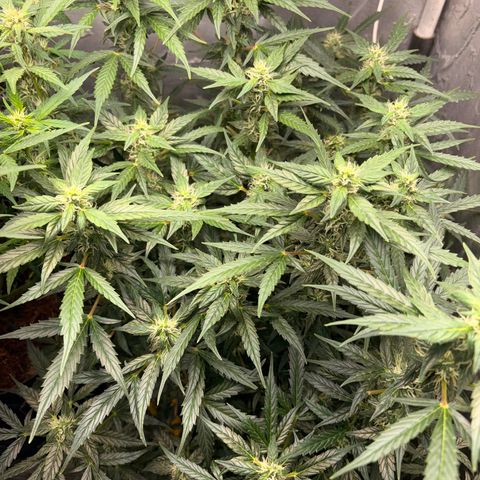 Amnesia Auto growlog timeline photo