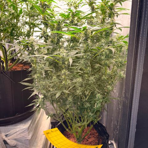 Amnesia Auto growlog timeline photo