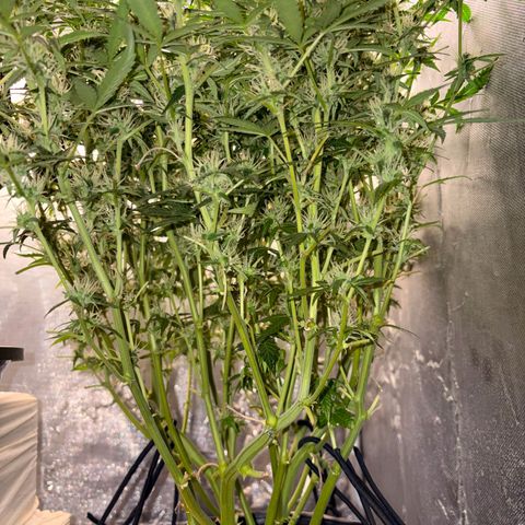 Amnesia Auto growlog timeline photo